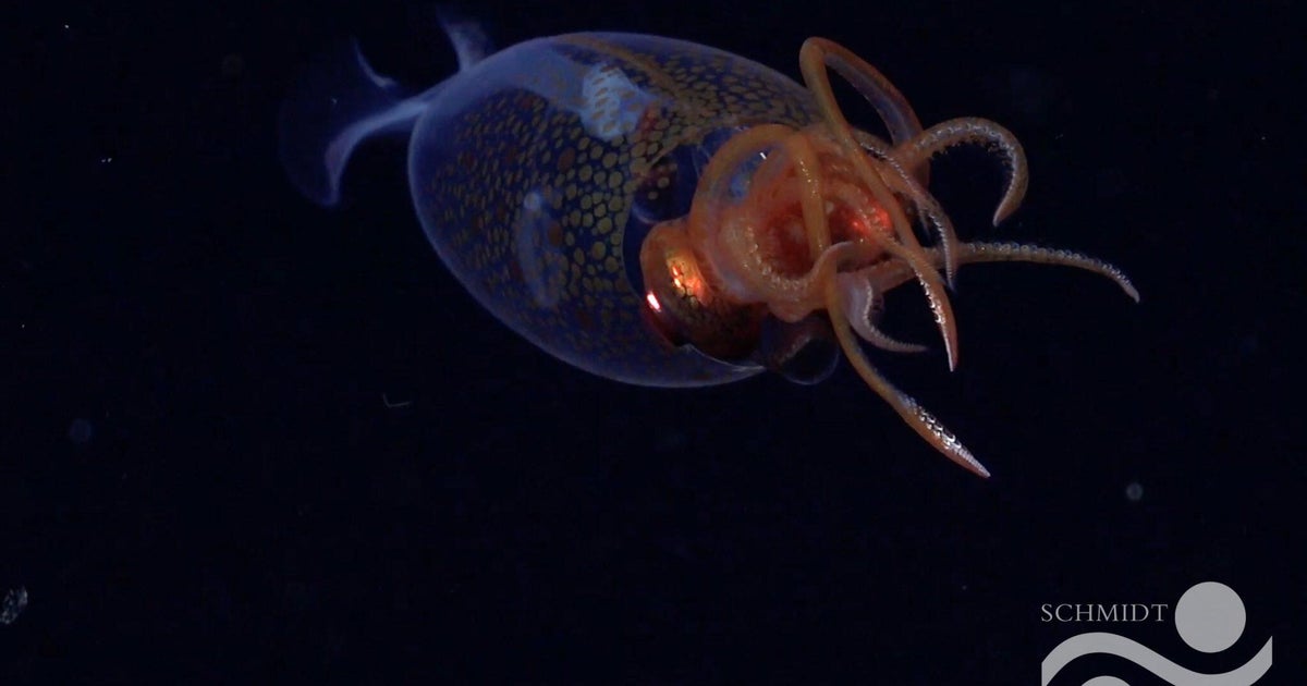 Colossal squid filmed for the first time 2,000 feet below the ocean's surface - CBS News