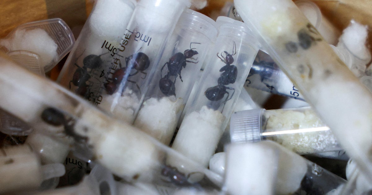 Kenya accuses 4 men of trying to smuggle thousands of ants, as authorities note