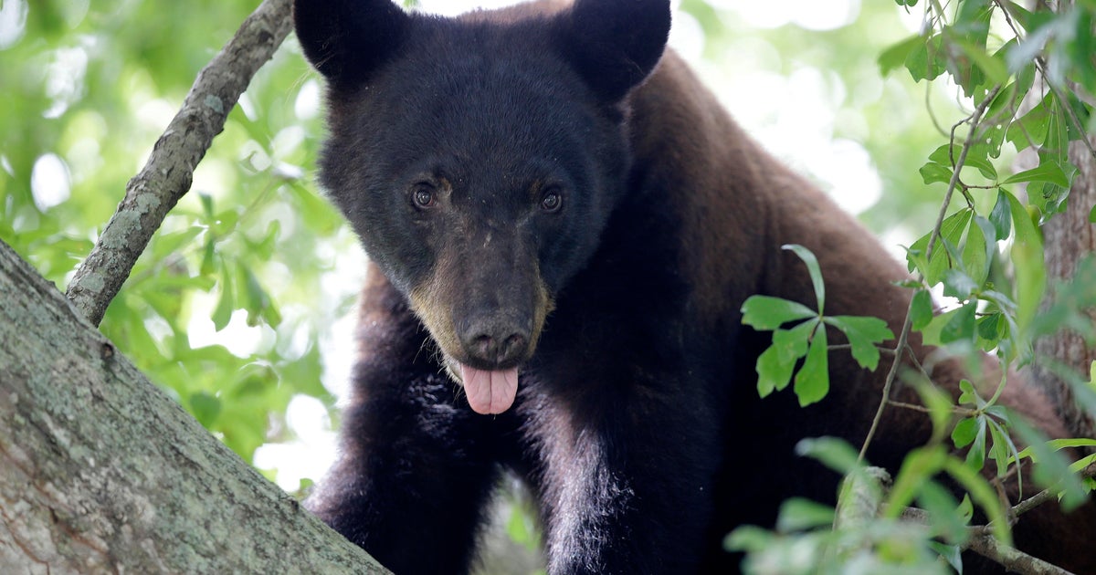 Trump plans to make it easier to build in areas protected by Endangered Species Act, White House official says - CBS News