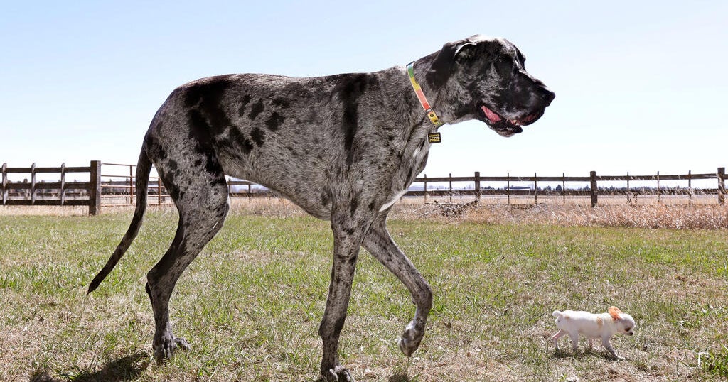 World's tallest and smallest dogs meet up in Idaho Falls for a playdate - CBS News