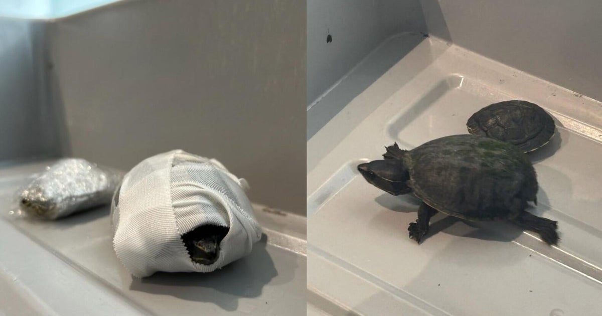 Florida woman caught trying to carry turtles through airport security in her bra, TSA says - CBS News