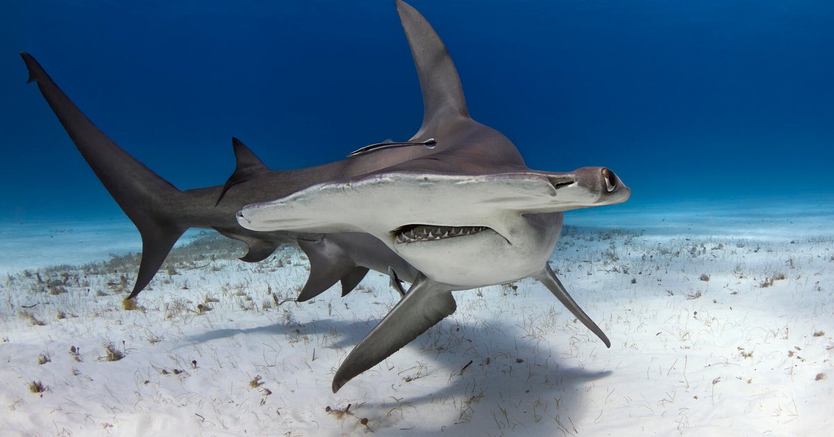 Endangered shark meat is being sold under misleading labels in the U.S., study finds - CBS News