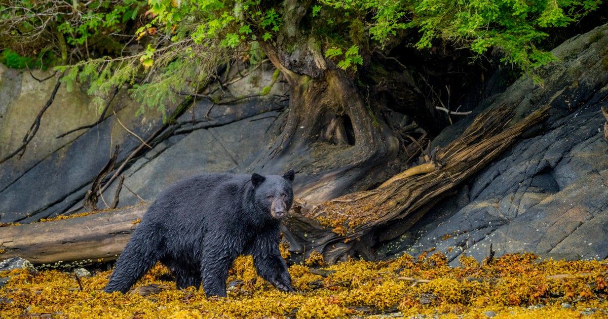 Man killed in suspected bear attack at Arkansas campsite had sent photos of bear to family, sheriff says - CBS News