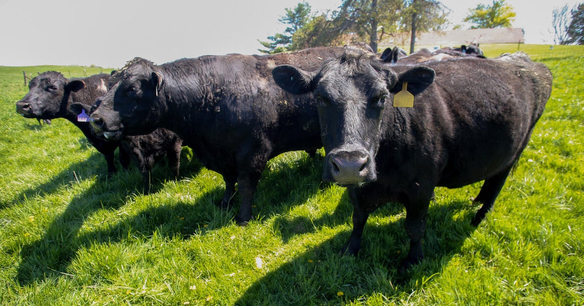 Iowa soybean farmers lost China as a buyer. Cattle was their backup plan — then Trump announced plans to import more beef - CBS News