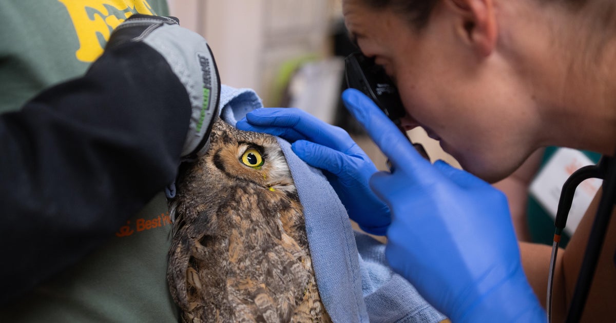 Owl partly covered in concrete after getting into cement mixer rescued in Utah - CBS News