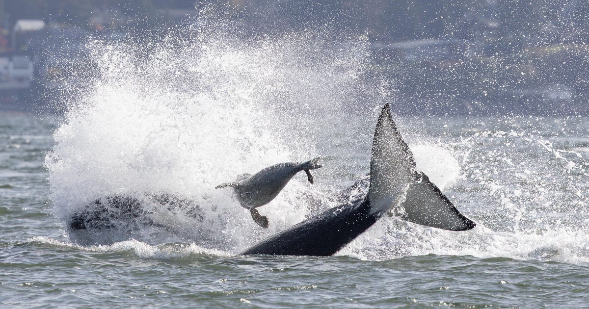Photographer captures dramatic video of orcas hunting a seal that escaped by jumping onto her boat - CBS News