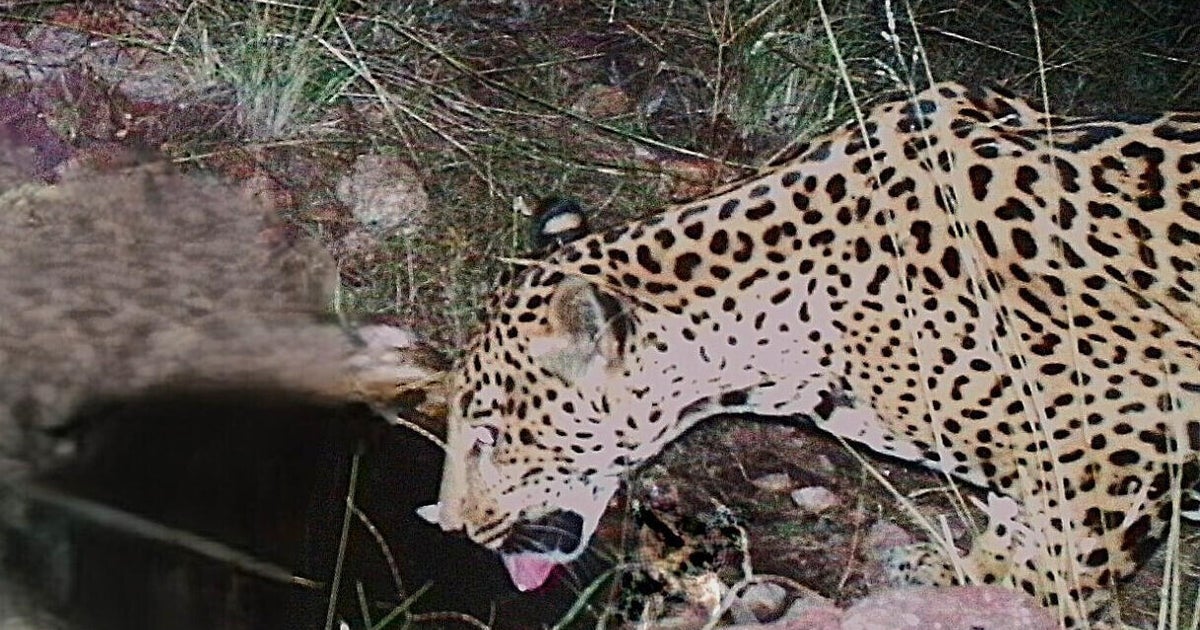 Jaguar spotted at watering hole in Arizona, 5th endangered cat seen in area over last 15 years - CBS News