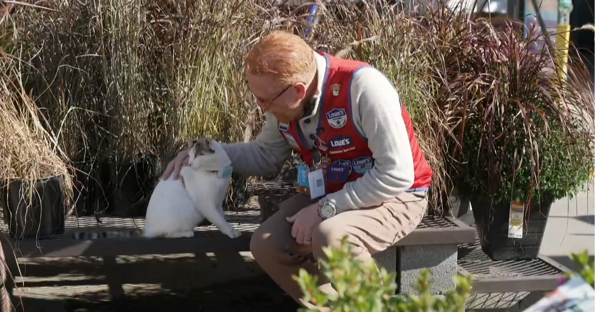 When the beloved resident cat of a Virginia Lowe's disappeared, staff pulled out all the stops to find her - CBS News