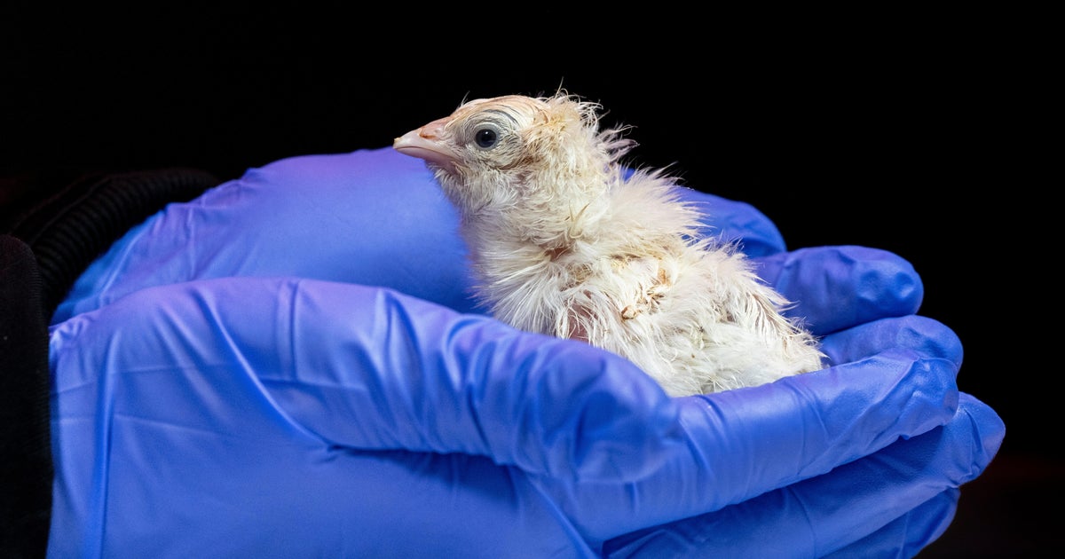 Live chicks hatched from artificial eggshell in bid to revive extinct 12-foot bird, biotech company says - CBS News