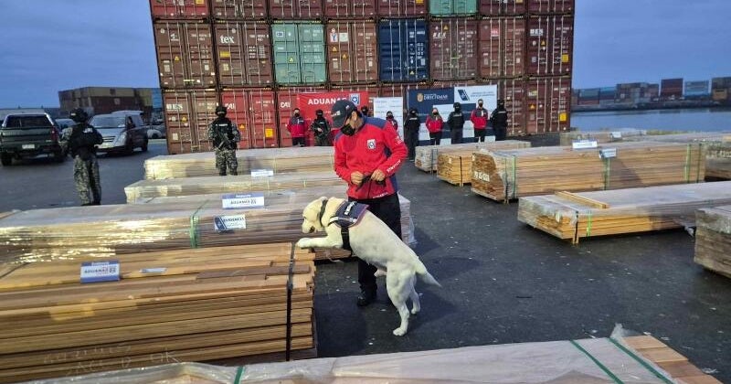 Dogs help uncover record amount of drugs hidden in lumber in Chile: