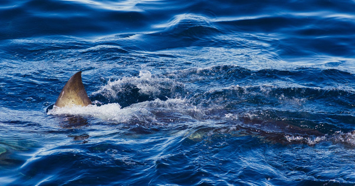 Spearfisher killed in Australia's third fatal shark attack in 4 weeks - CBS News