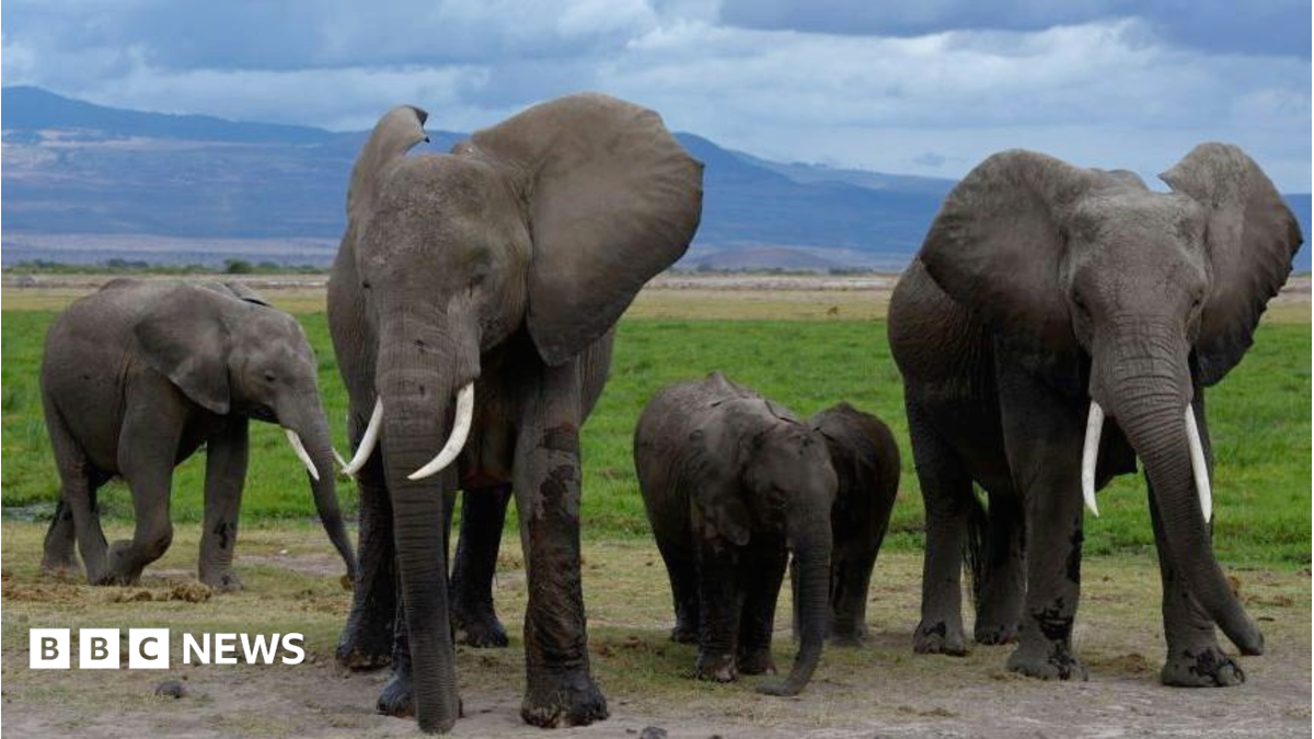Amboseli elephant deaths: Kenya Wildlife Service suspects pesticide-sprayed tomatoes to be the cause - BBC News