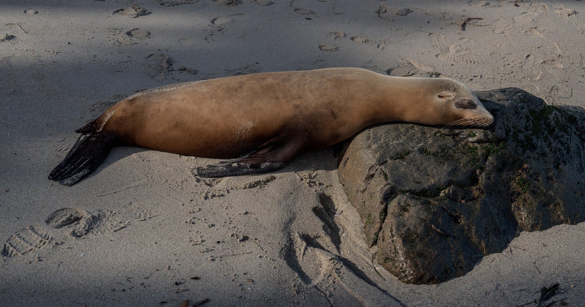 Video appears to show a person kicking sea lion on San Diego beach; NOAA investigating - CBS News