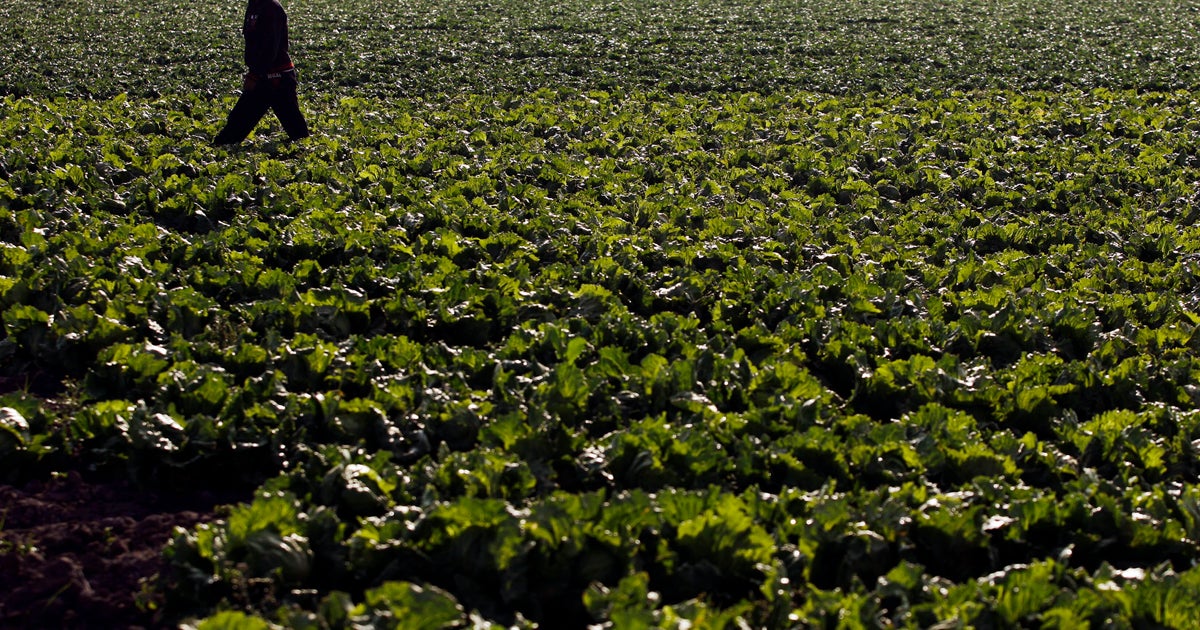Farm linked to cyclosporiasis outbreak hadn't been inspected in 7 years as FDA lags on foreign inspection targets - CBS News